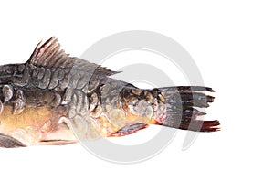 Carp fish tail. Macro.