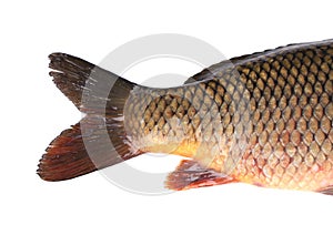 Carp fish tail. Macro.