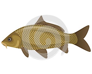 Carp fish photo