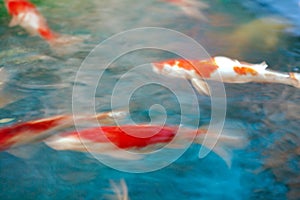 carp fish in water blur style