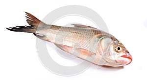 A carp fish on a white background.