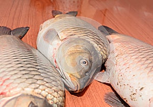 Carp fishes close up, raw meat, on wood background