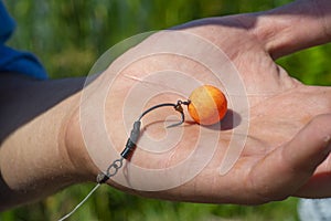 Carp fishing chod rig. Carp rig the balanced bottom bait Rig. bottom bait rig for carp fishing