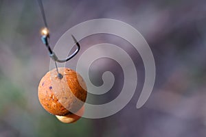 Carp fishing chod rig.The Source Boilies with fishing hook. Fishing rig for carps,Carp boilies, corn, tiger nuts and hemp.Carp
