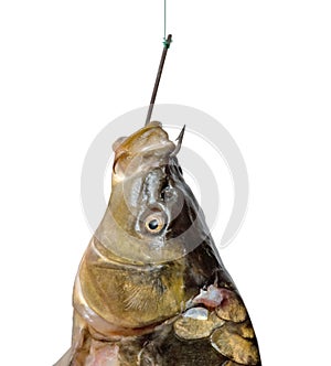 Carp on fishing hook