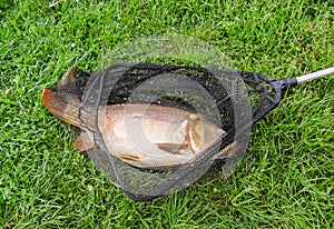 Carp in fishing net