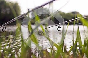 Carp fishing rods