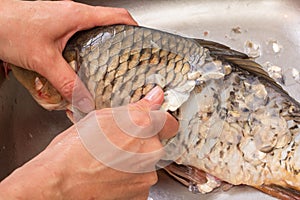 Carp food cooking and fish crucian cleaning,  gutting