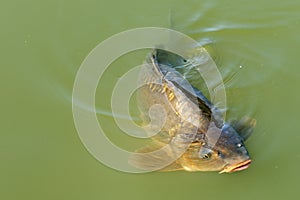 Carp - Freshwater fish in a green pond