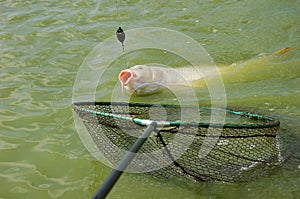 Carp hooked on the method feeder