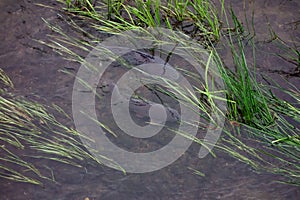 Carp inhabiting a clear river