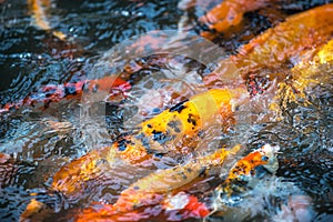 Carp Koi Background Pattern