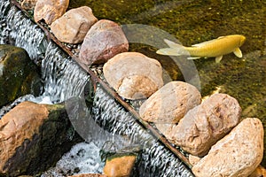 Carp or Koi fish in a natural stone pond.