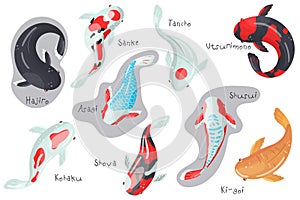Carp Koi fish species set, traditional sacred Japanese fish colorful vector Illustrations