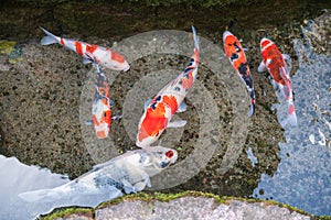 Carp koi fish swim along water passage of roadside, Shimabara