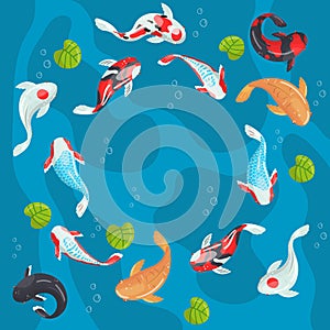 Carp Koi traditional sacred Japanese fish colorful vector Illustration, design element for banner, poster