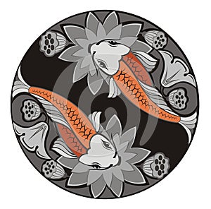 Carp koi