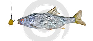 Carp-like freshwater fish cyprinid