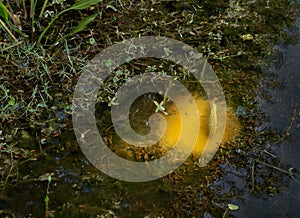 A carp making a nest in the pond