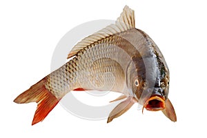 Carp with an open mouth in a jump. Surprised, shocked or amazed face front view. Isolated on white background