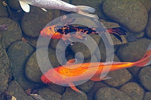 Carp in pond, colorful fish,  animal asia