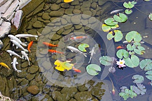 Carp in pond, colorful fish,  asian beautiful