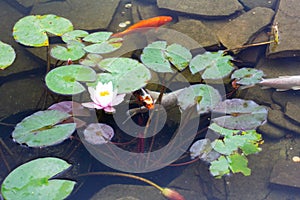 Carp in pond, colorful fish,  asian lake