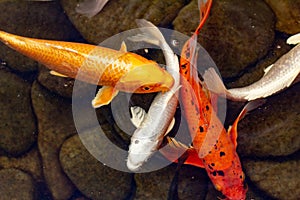 Carp in pond, colorful fish,  orange