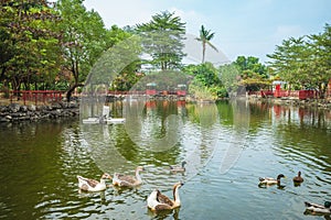Carp pond of Nanzhou Tourism Sugar Factory