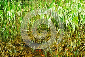 Carp Pond with Reeds
