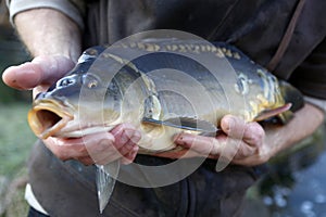 Carp provides a main component of the Polish Christmas Eve