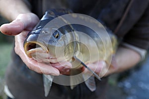 Carp provides a main component of the Polish Christmas Eve