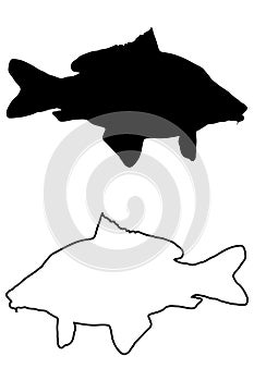 Carp silhouette vector