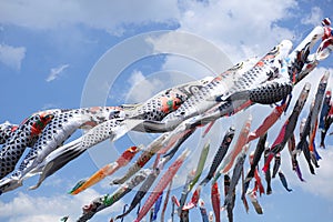 Carp streamer photo