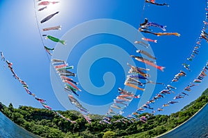 Carp streamer above the river