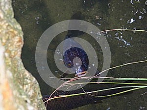 a carp on the surface