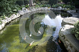 Carp swimmimg in the pond