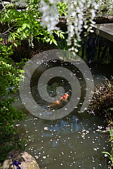 A carp swimming under the wisteria flowers.   Nara Japan