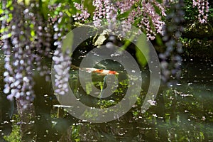 A carp swimming under the wisteria flowers.   Nara Japan