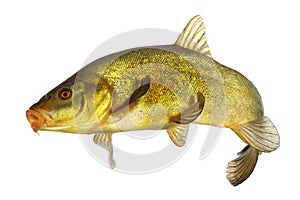 Carp, tench, colored fish swimming free