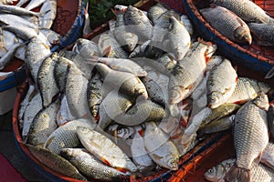 Carp and various fishes sold in the fish market