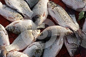 Carp and various fishes sold in the fish market