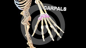 Carpals Bones of Human Hand photo