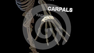 Carpals Bones of Human Hand photo