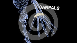 Carpals Bones of Human Hand photo