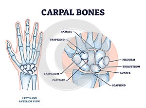 Carpal bones with hand palm skeletal structure and anatomy outline diagram