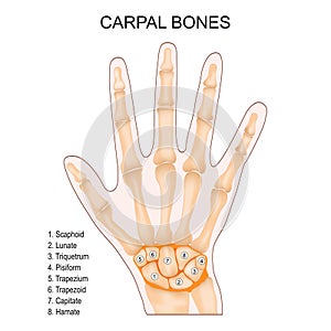 Carpal bones. Human hand anatomy