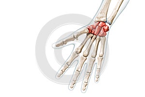 Carpals bones in red color with body 3D rendering illustration isolated on white with copy space. Human skeleton, hand and wrist