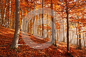 Carpathian beech forest, Slovakia.