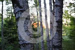 Carpathian birchwood tree trunks against sunset. Bokeh